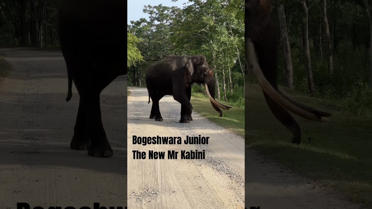 Biggest Tusker in Kabini Bogeshwara Junior 