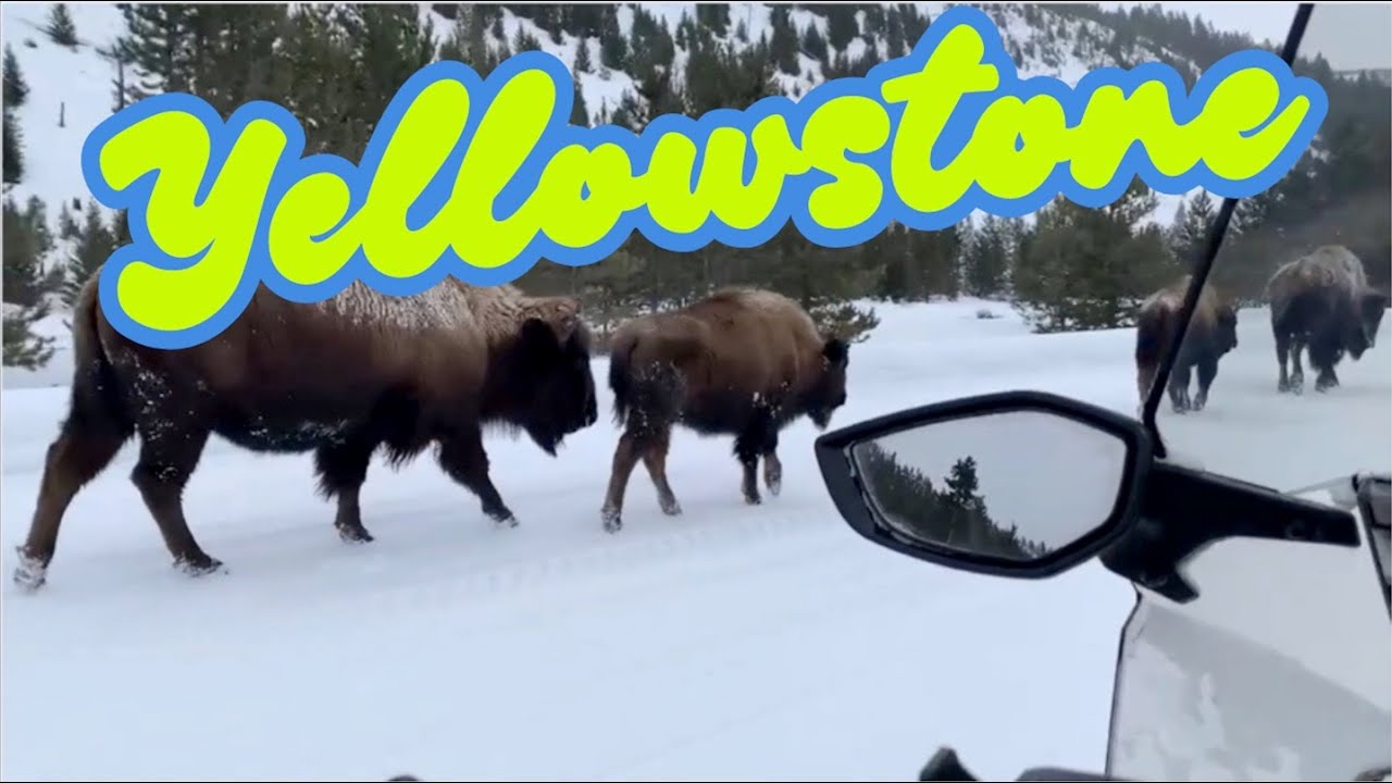 Snowmobile Tour of Yellowstone National Park - Bison, Old Faithful & More!