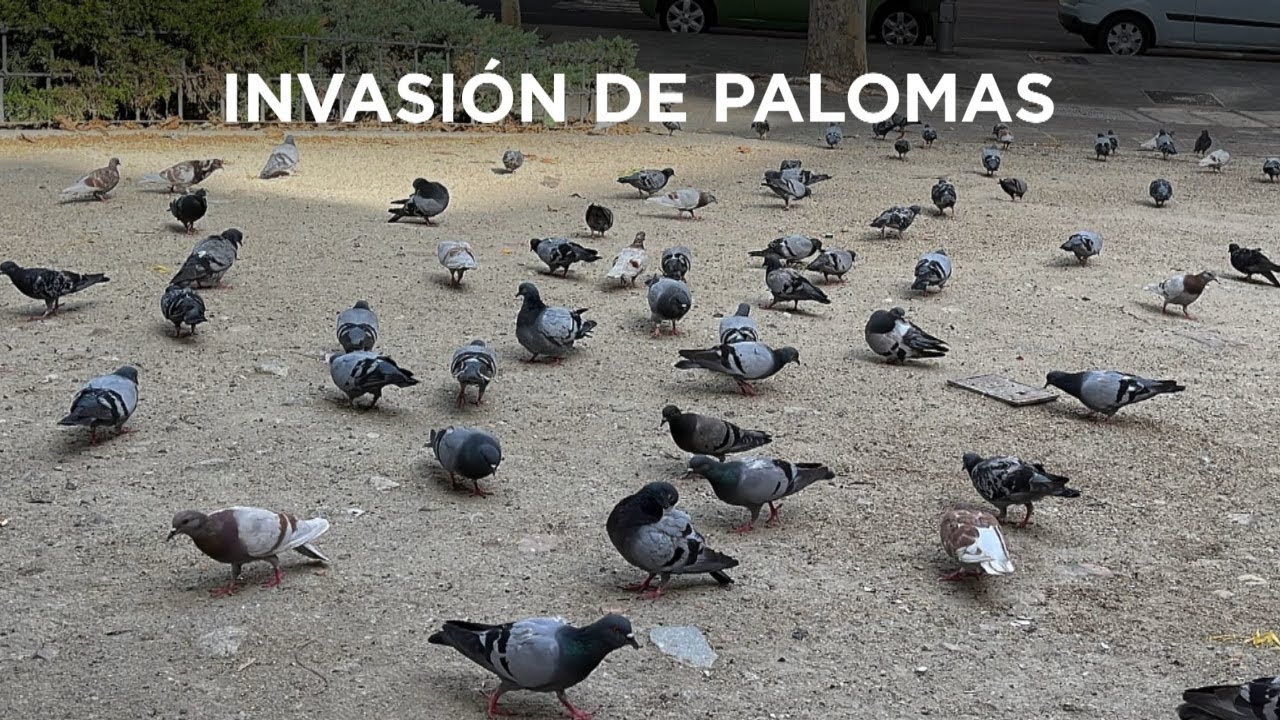 Los vecinos de Delicias, en pie de guerra contra una plaga de palomas
