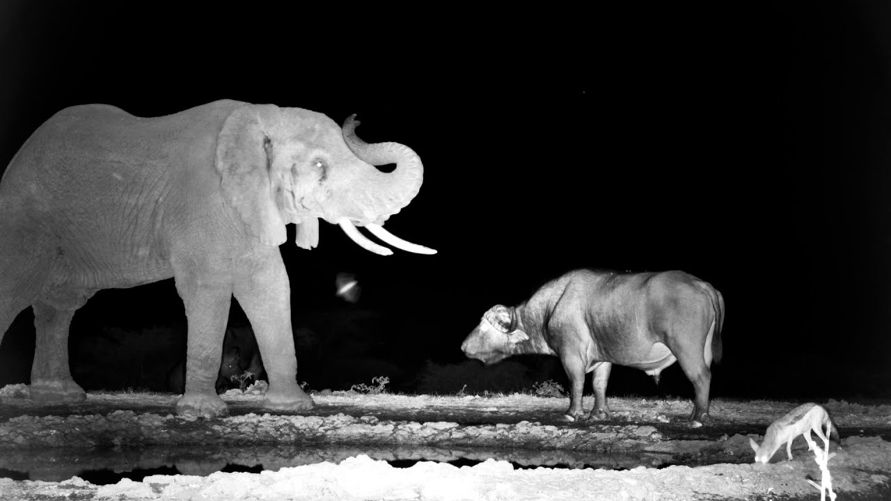 Oops! Elephant and Buffalo Touch in the Dark
