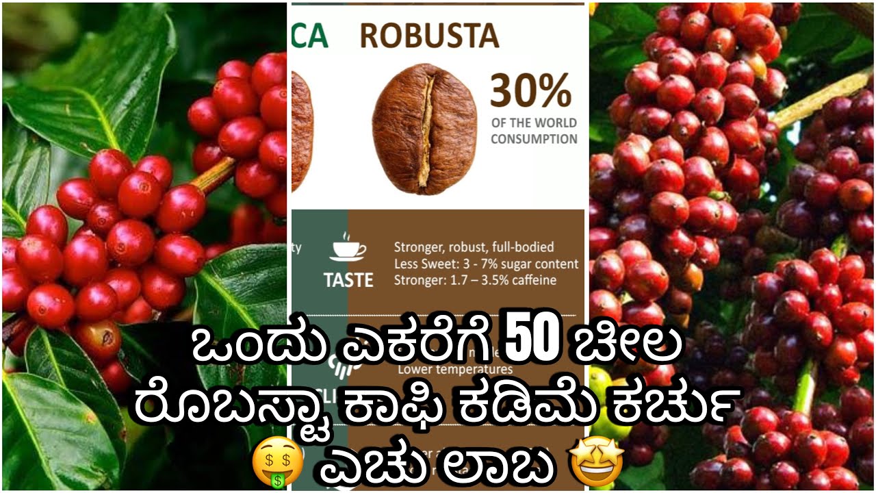 ಒಂದು ಎಕರೆಗೆ 50 ಚೀಲ ರೊಬಸ್ಟಾ ಕಾಫಿ ಕಡಿಮೆ ಕರ್ಚು 🤑 ಎಚು ಲಾಬ 🤩 #robustacoffee #coffeeplantation #viral 