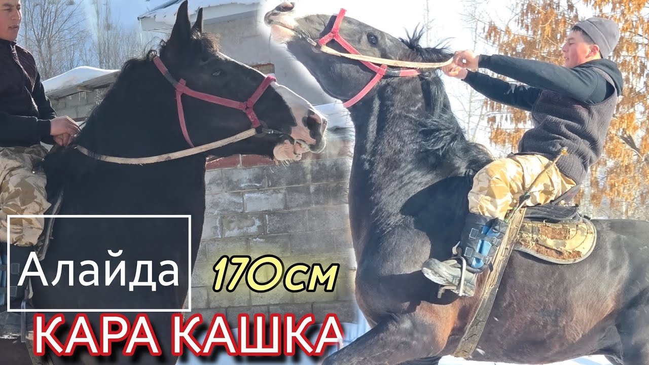 АЛАЙДА ТОБУ КҮЧТҮҮ КАРА КАШКА