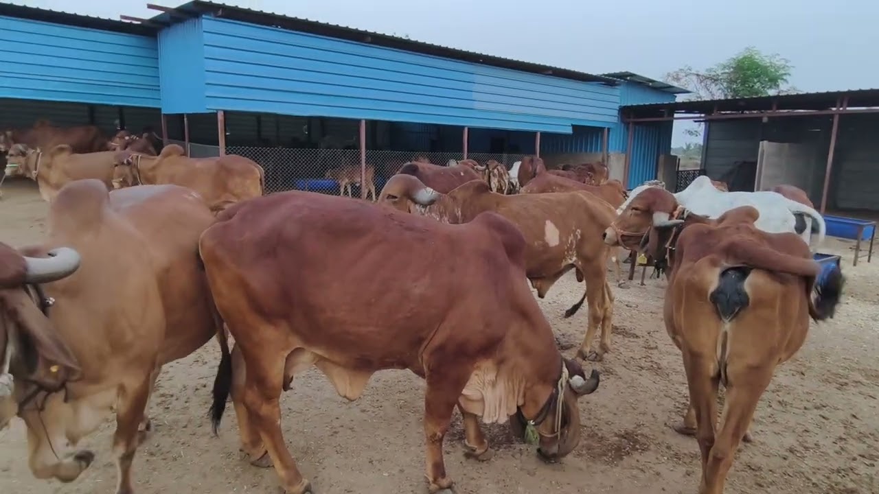 Inside Annapoorna Gaushala | Pure Gir Cows, A2 Milk & Real Go Seva