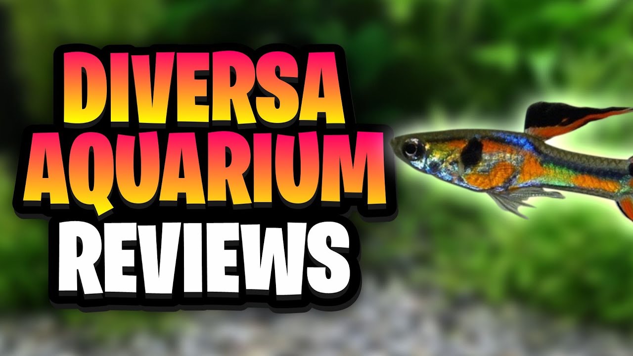 Diversa Aquarium Review: The Best Budget Tanks in Europe?