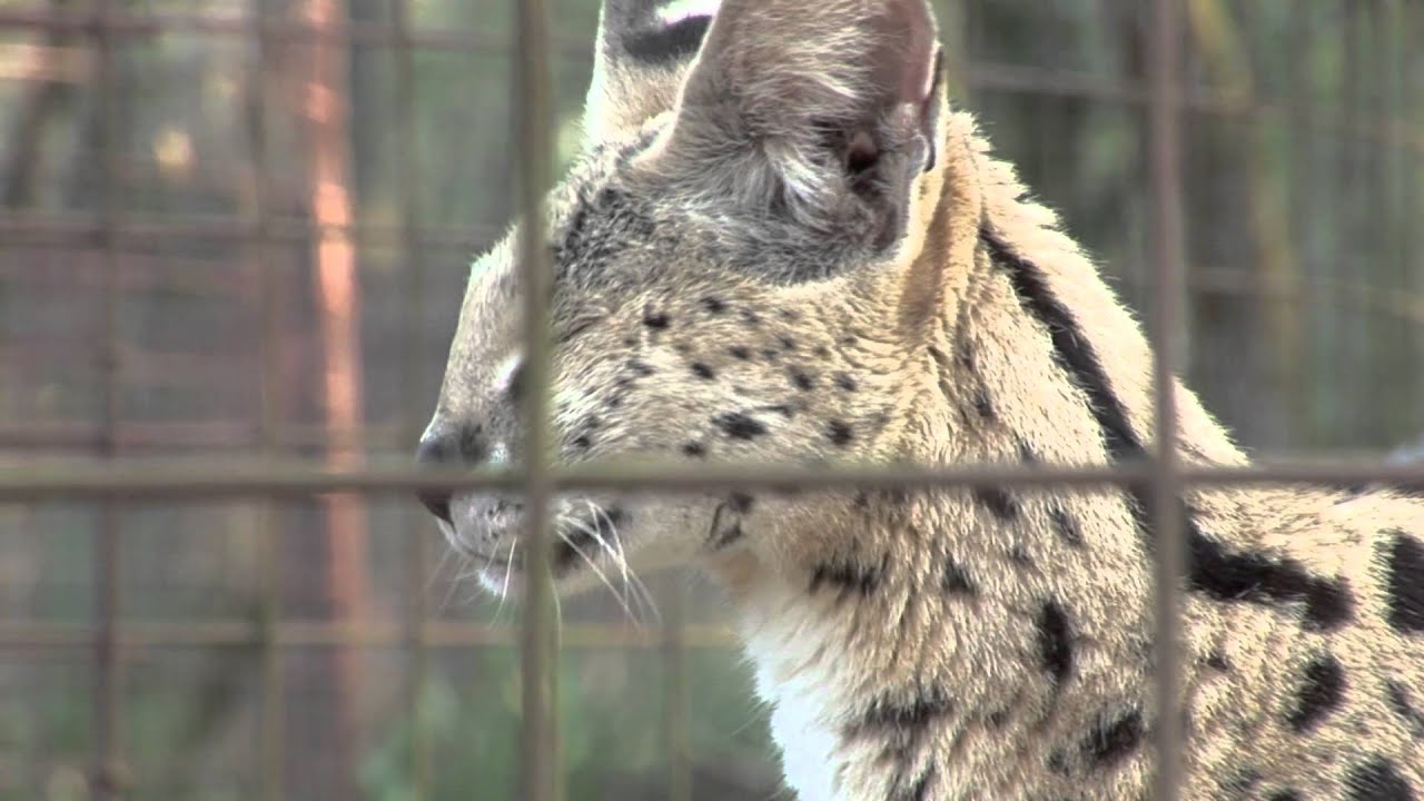 Singing Servals!