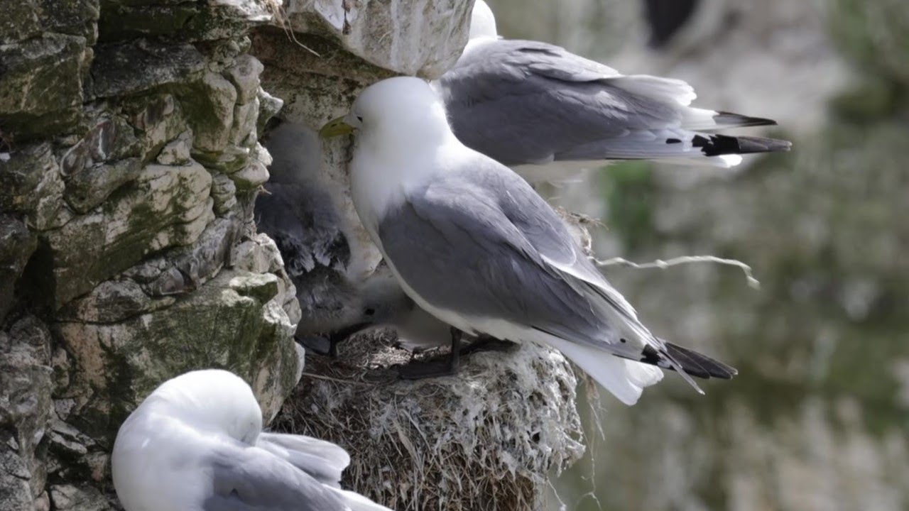 Baby Kittiwake pooping over the side of the nest