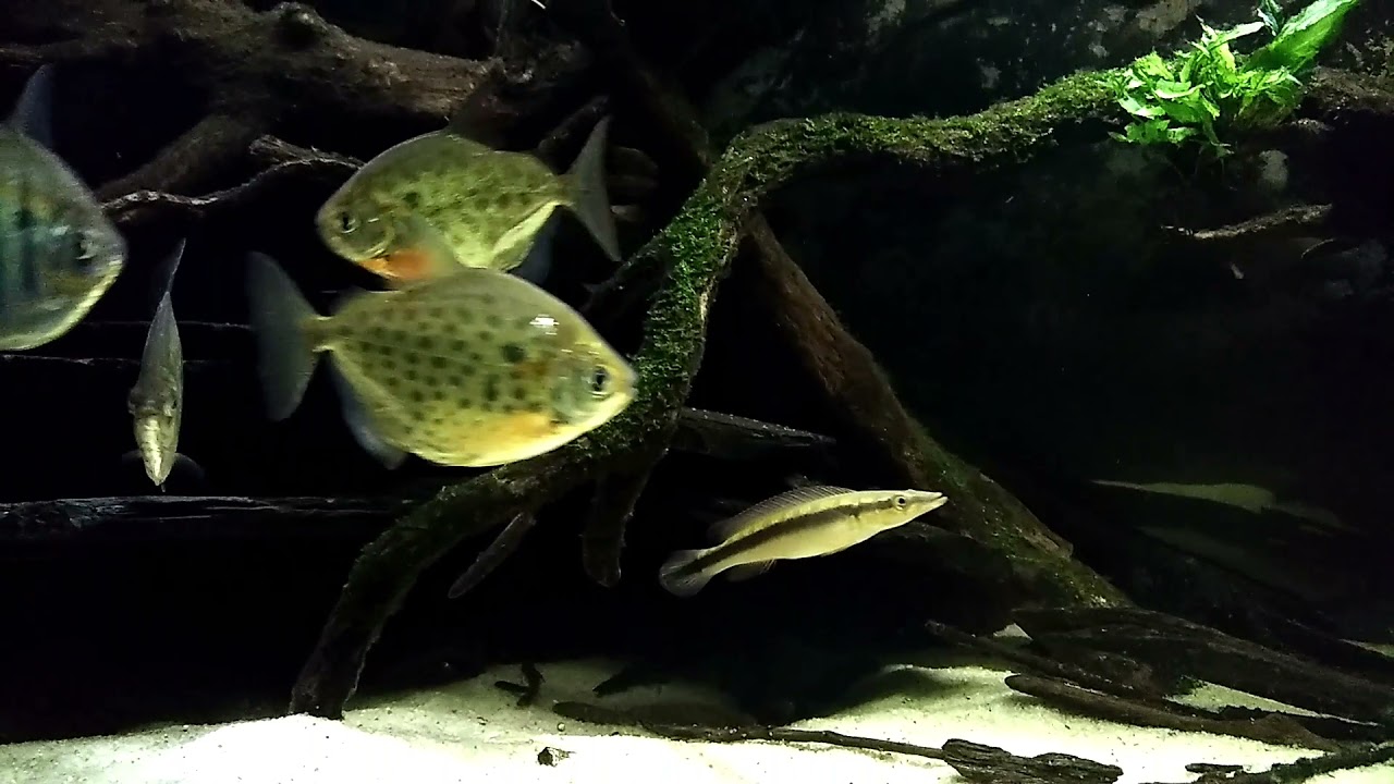 Crenicichla acutirostris, Metynnis lippincottianus, Metynnis fasciatus