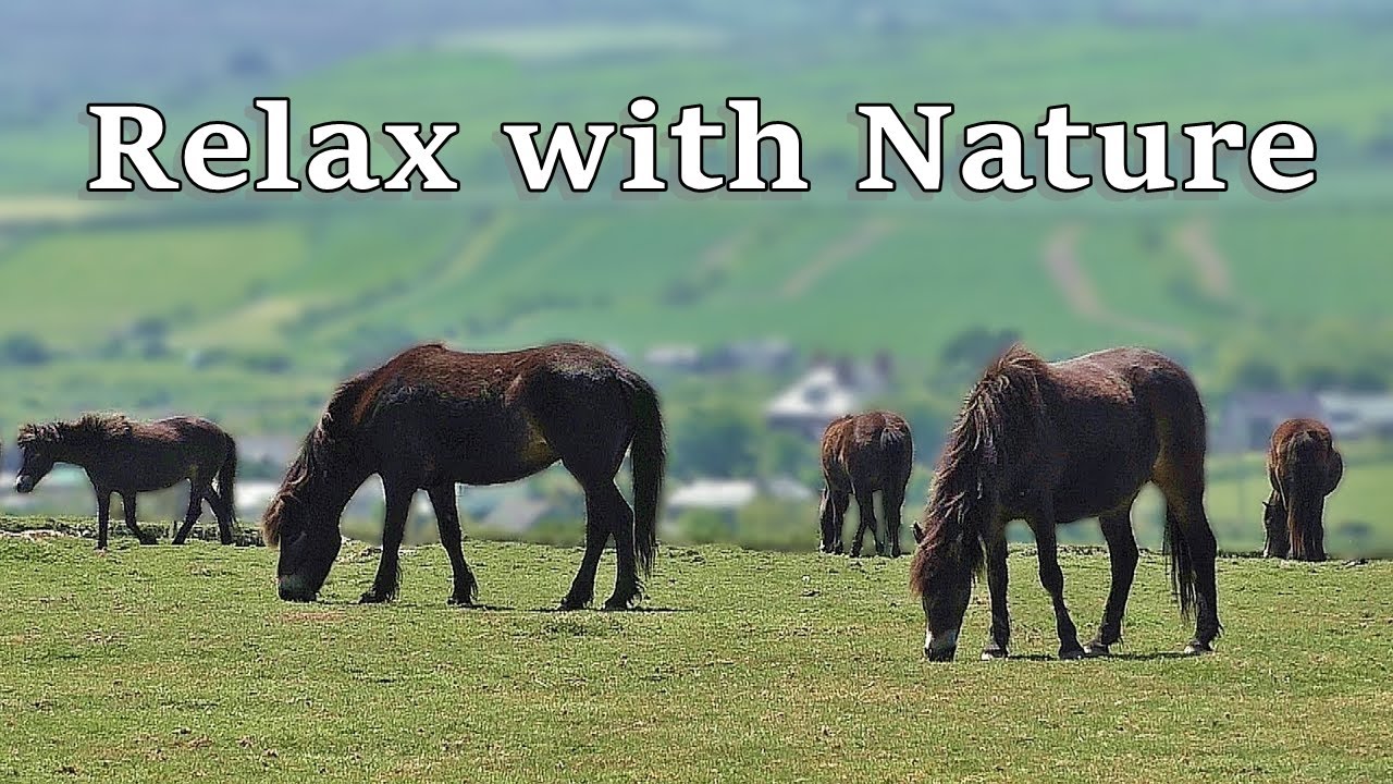 Music for Dogs : Beautiful Dog TV Videos ~ Relax with Nature and Horses