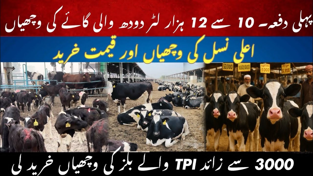 First time, 10 to 12 thousand liter milk friseien female calves II 3000 plus TPI bulls heifers