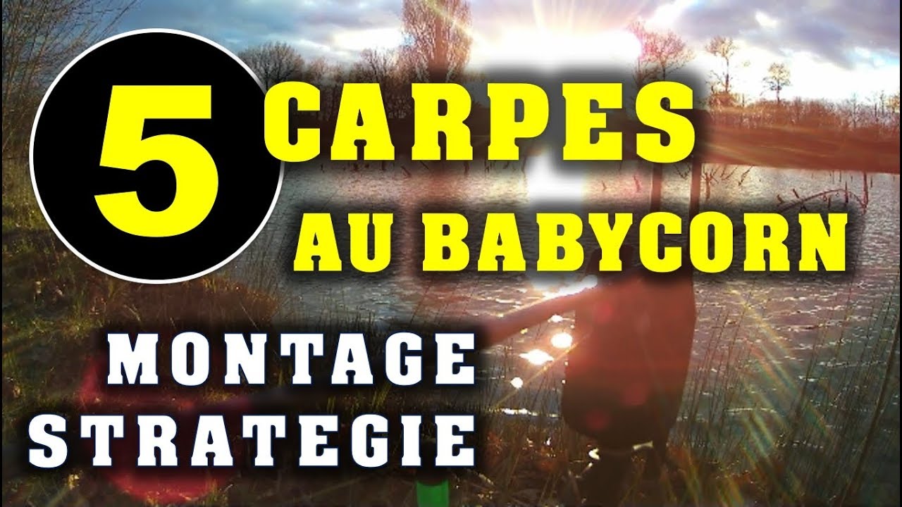 Carpe en hiver au pellet Babycorn - Montage, stratégie et 5 carpes prises.