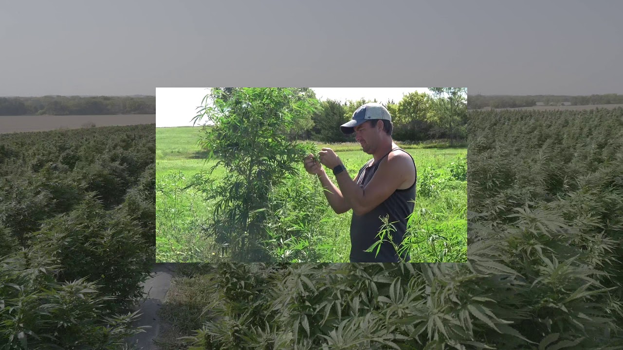 HEMPSHOW teaser jan13 rhett simple