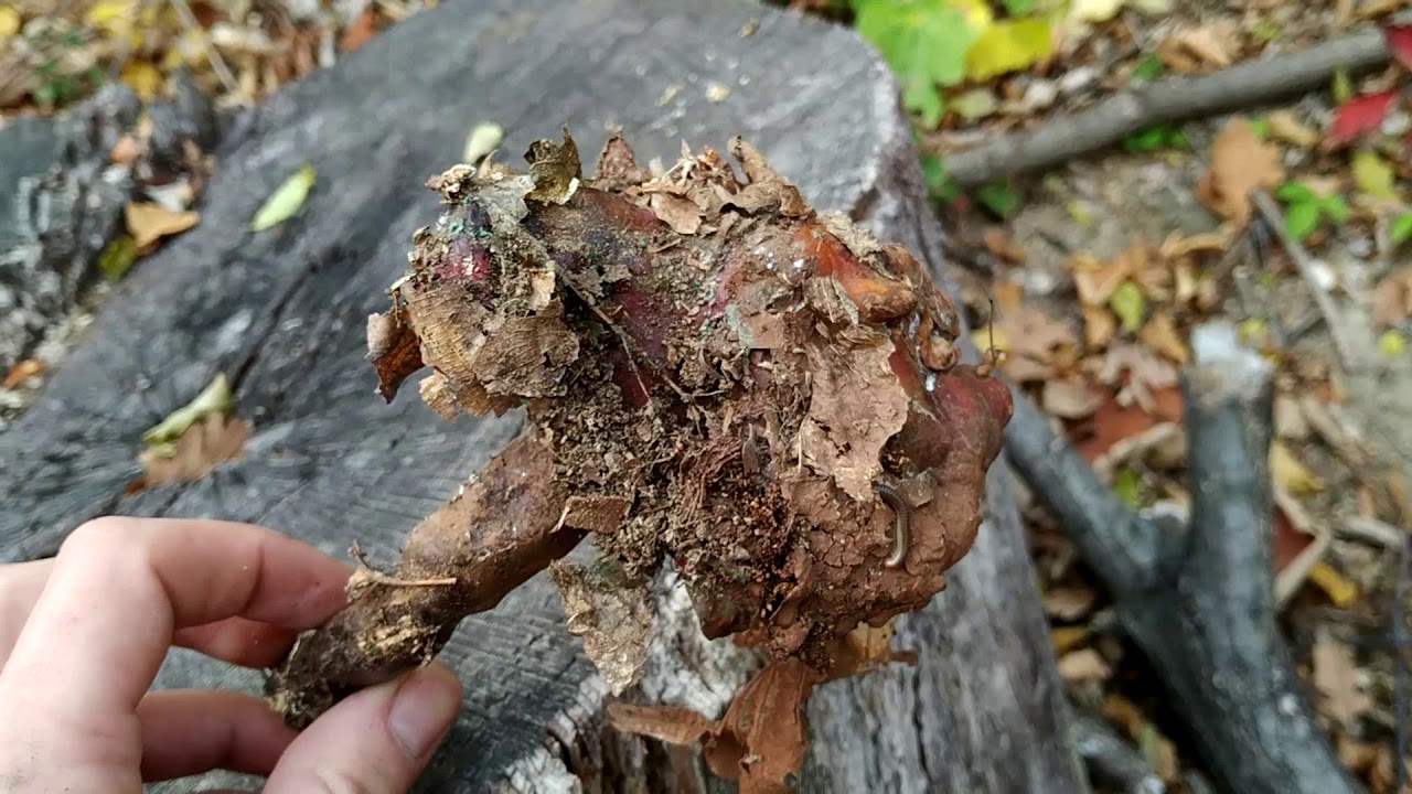 Ganoderma Lucidum - Hrastova sjajnica