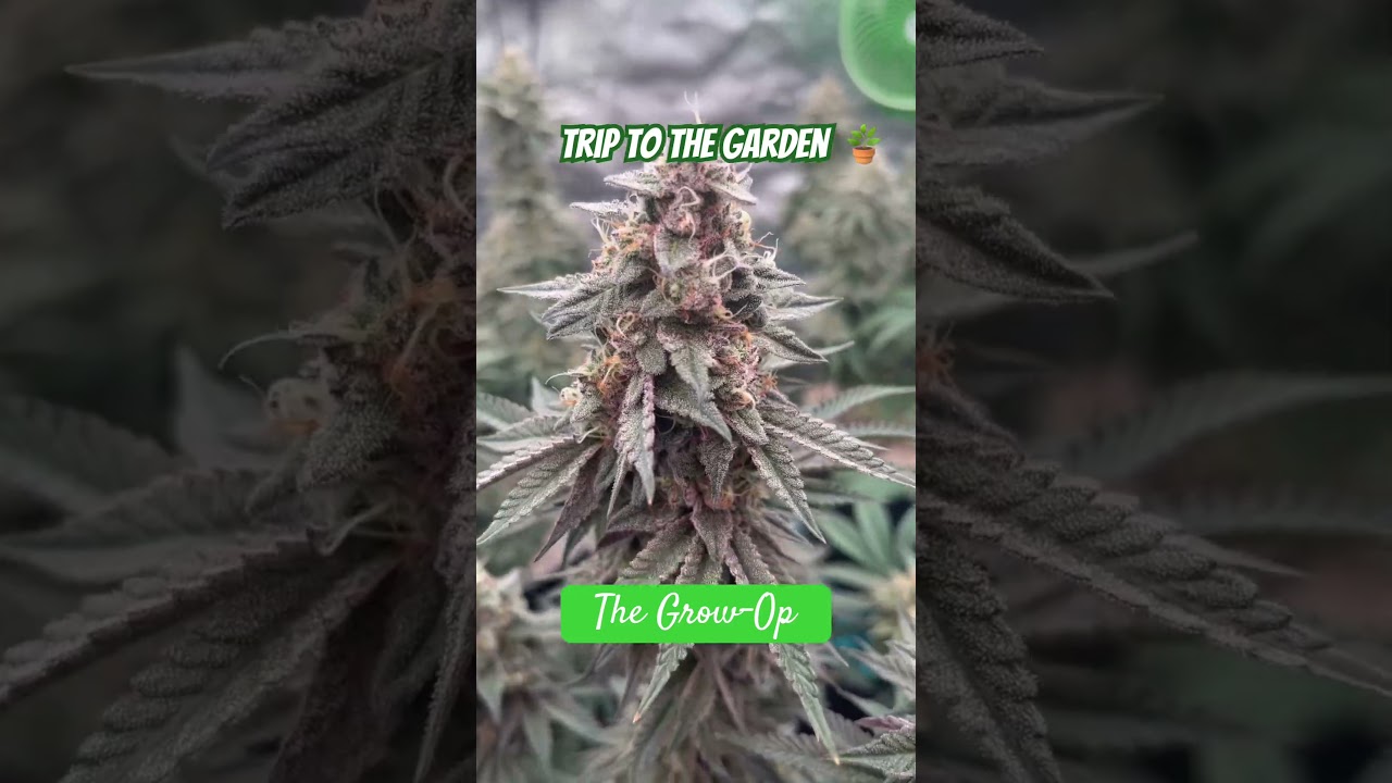 Indoor Garden Goals 🪴 🌳 🌺 #cannabiseducation #cannabisgrowers #indoorplants