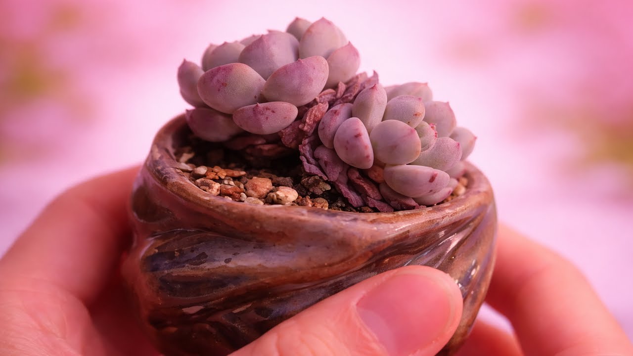 Effortless Indoor Succulent Care 🌵 A Smart Home Guide for Healthy, Stylish Plants