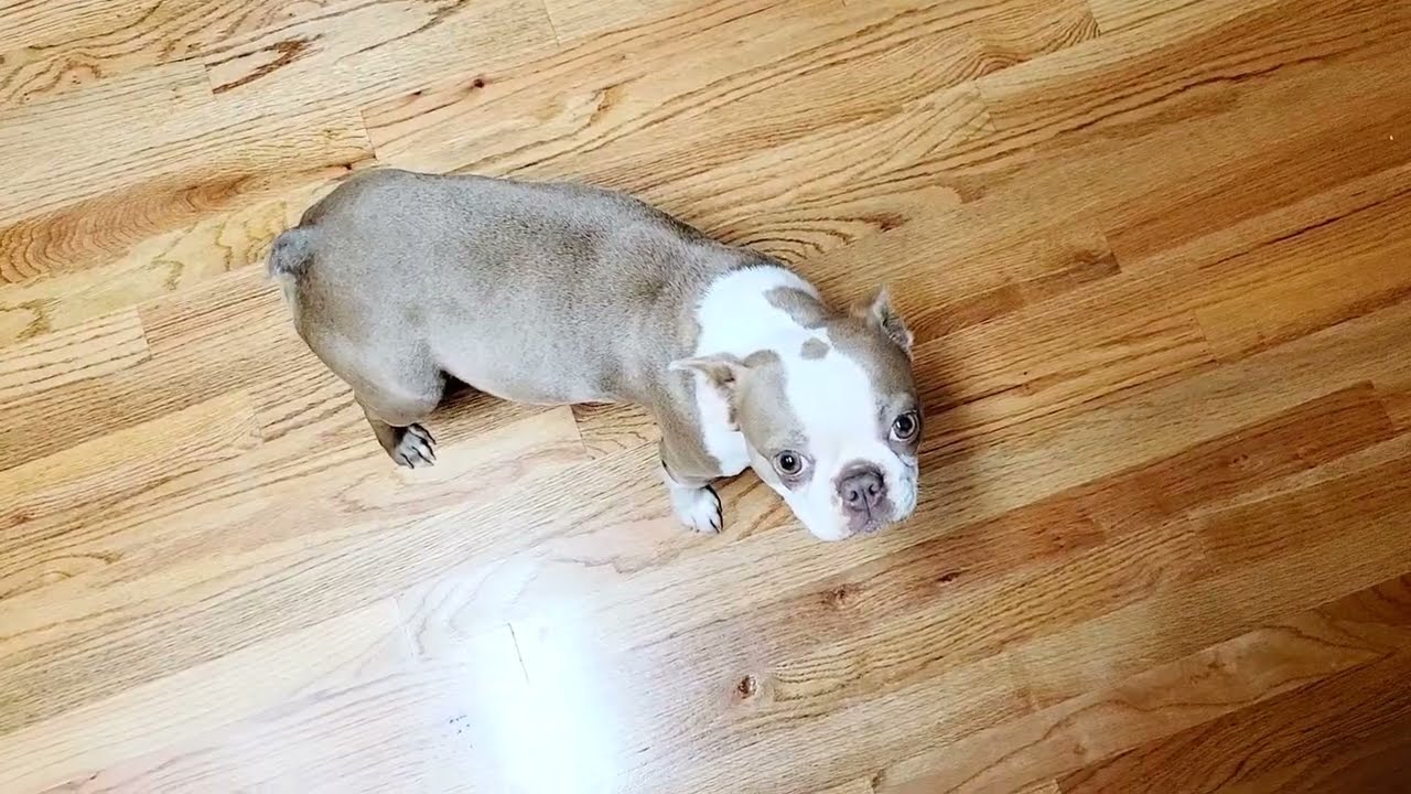 Lyla Lilac Boston Terrier 6 Weeks Pregnant, 2 Weeks to Go!