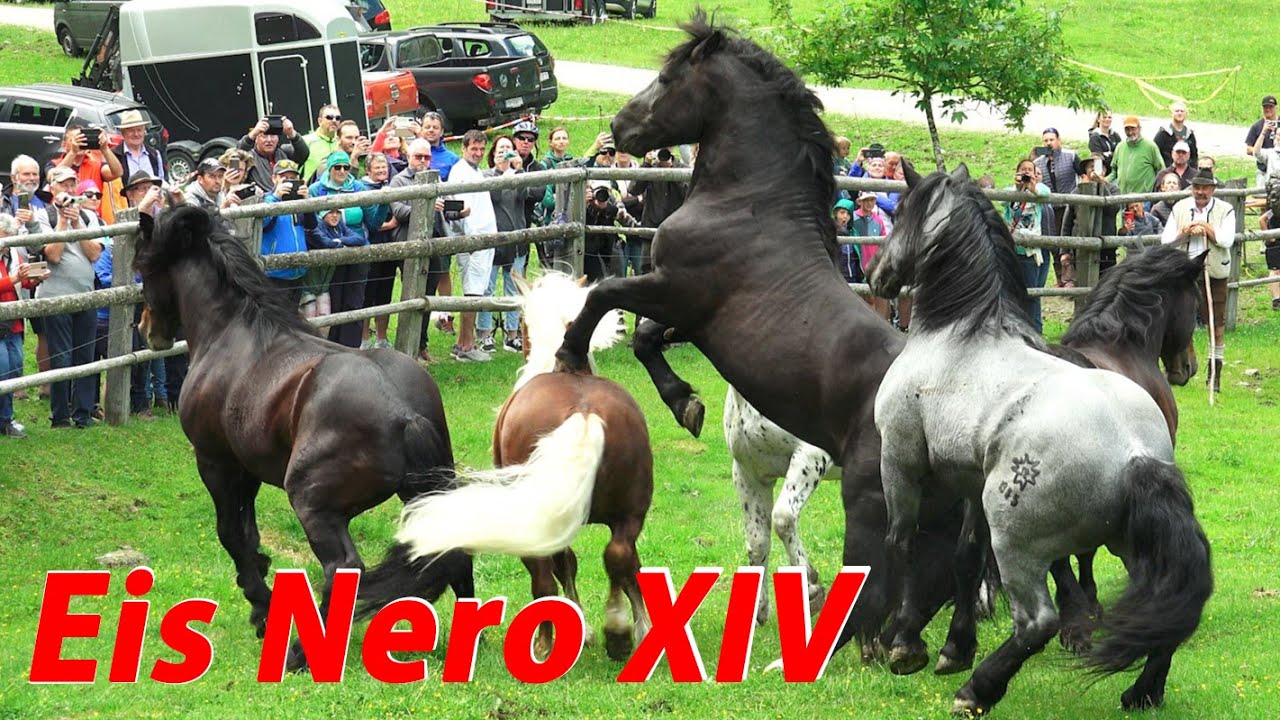OSTTIROLER  NORIKER - Eis Nero XIV &ndash; Leithengst 2023