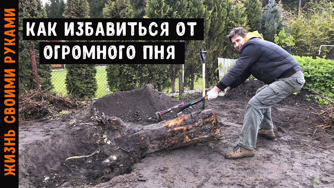 Как ИЗБАВИТЬСЯ от пня за 2 часа своими руками | Самый быстрый способ