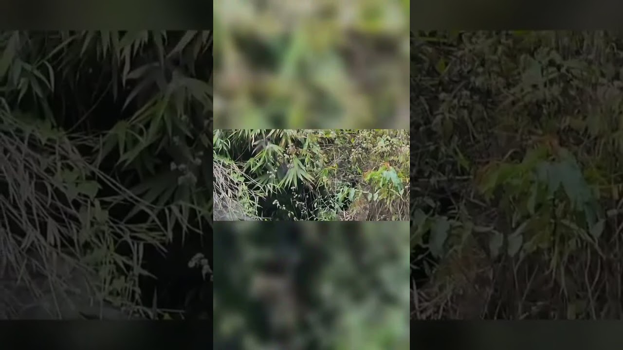 Nungcha humhalhtu kan pung zel