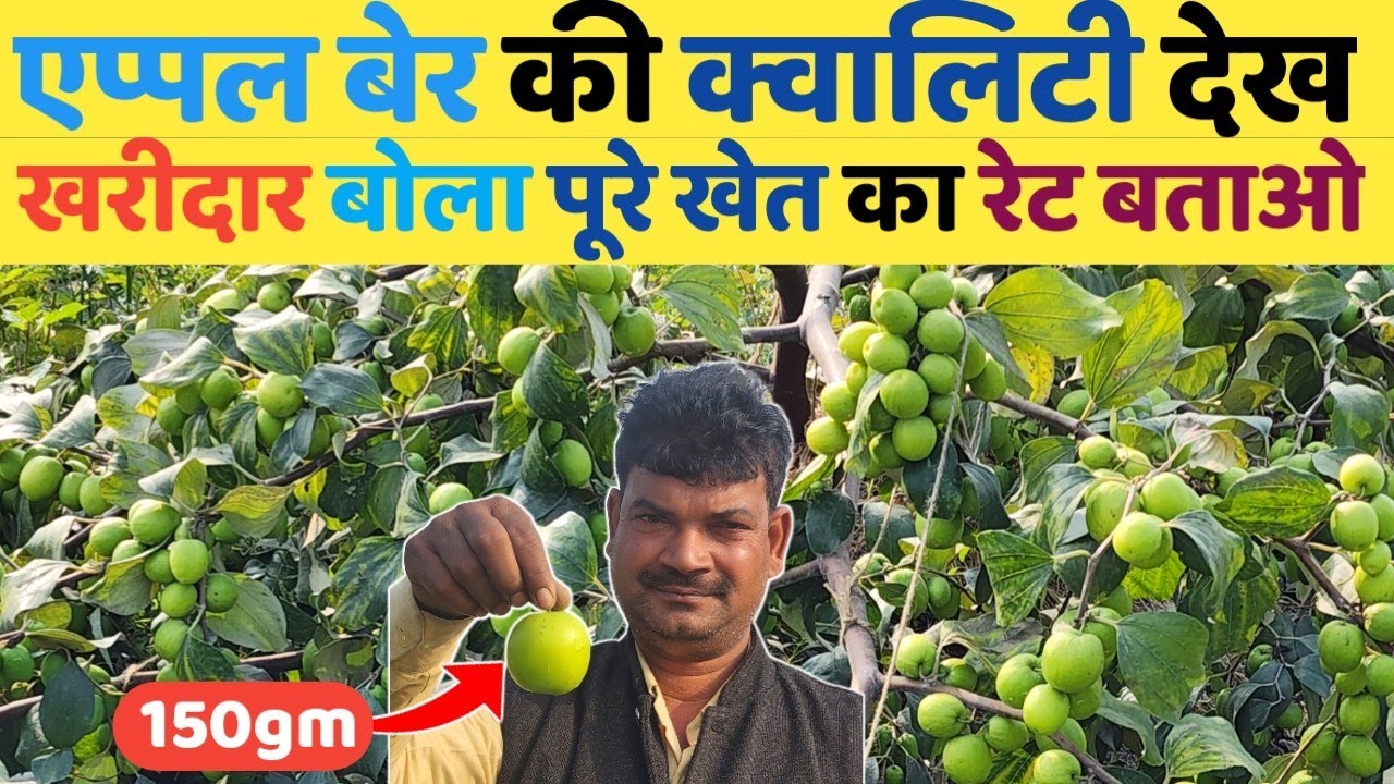 थाई एप्पल बेर की क्वालिटी देख खरीदार बोला पूरे खेत कितना पैसा चाहिए Apple Ber ki kheti