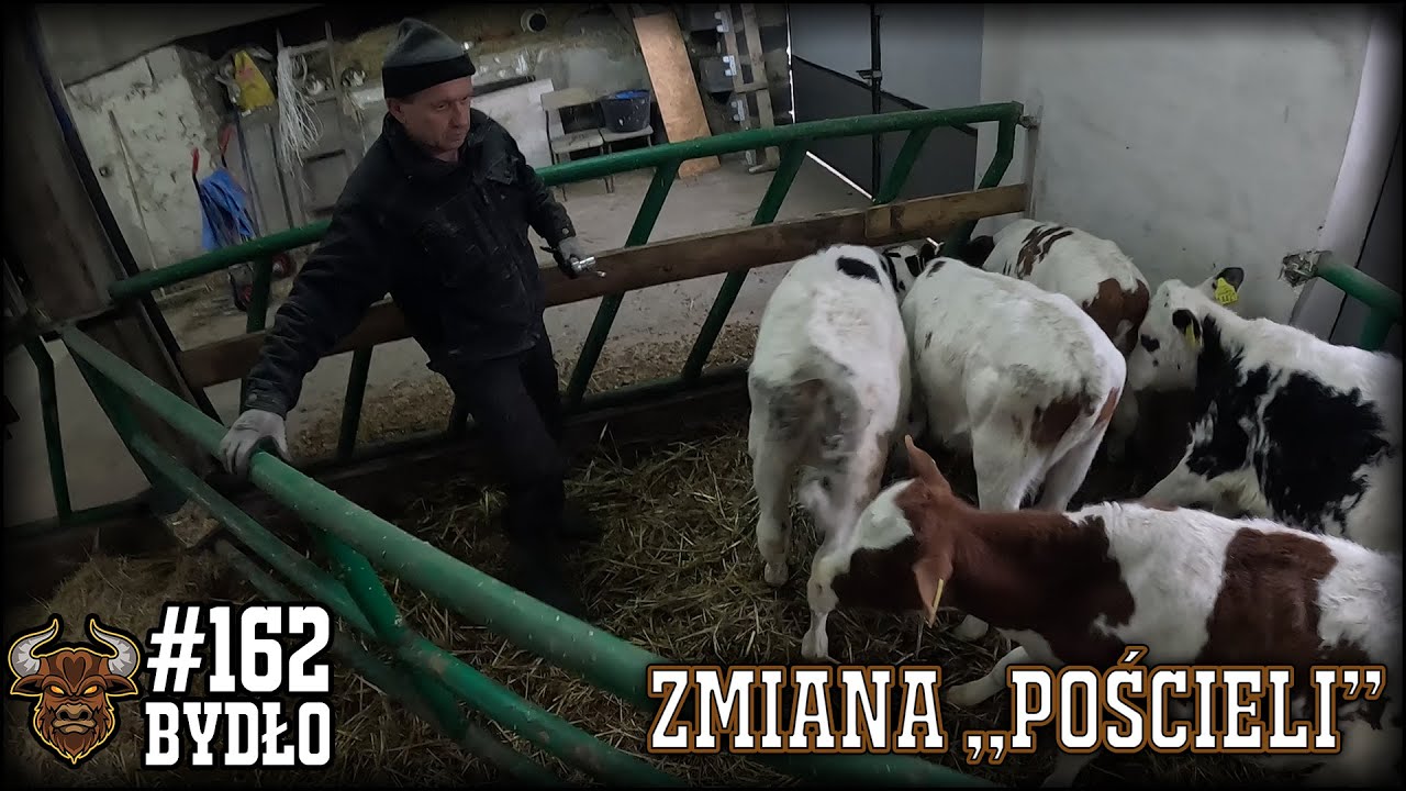 #162 Bydło opasowe - Byk zjadł mi kamerkę! Wyrzucamy obornik od byczków - kiepskie warunki pogodowe!