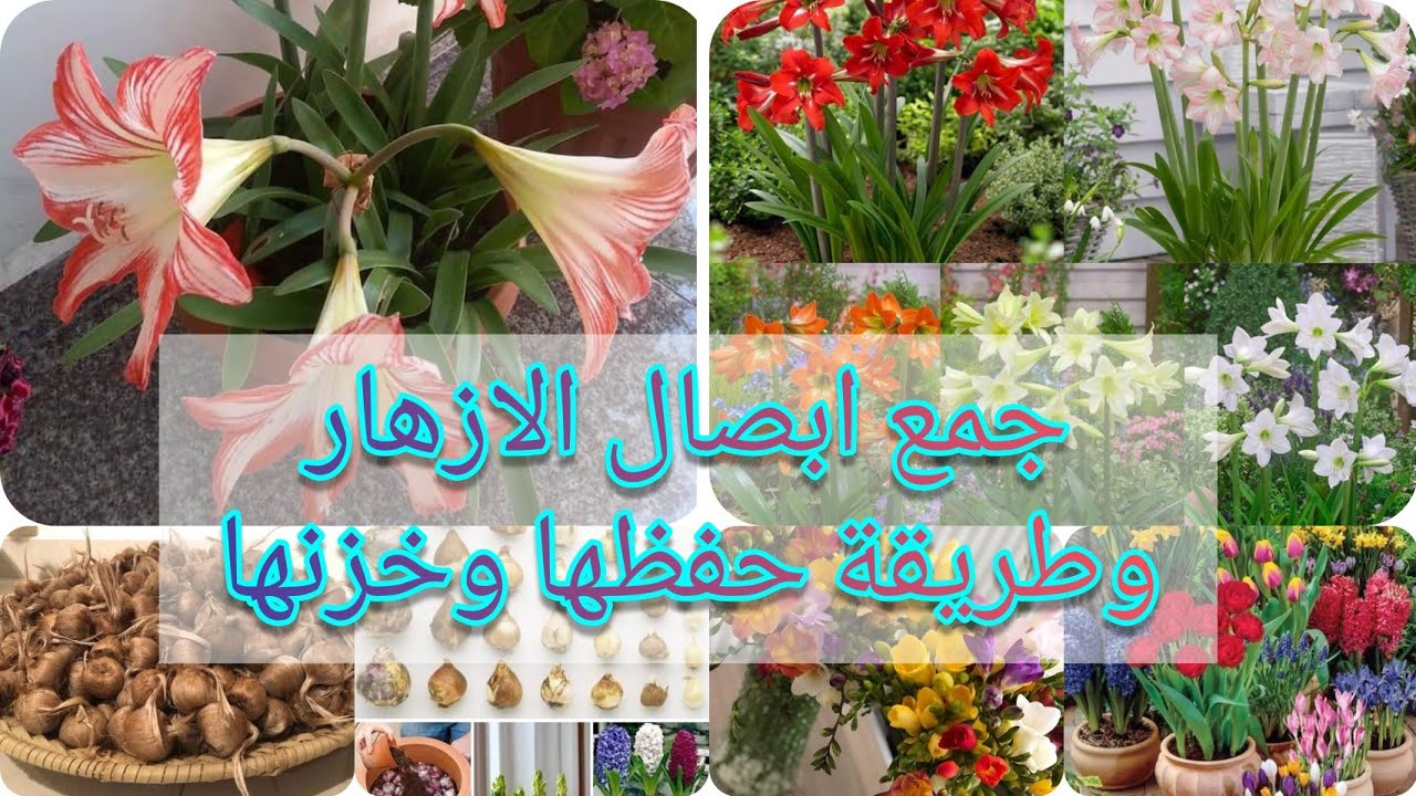 الامرليس الأمارلّس أو الأمارليس Amaryllis تعرفوا على طريقة حفظ وخزن ابصال ازهار الزينة بعد التزهير