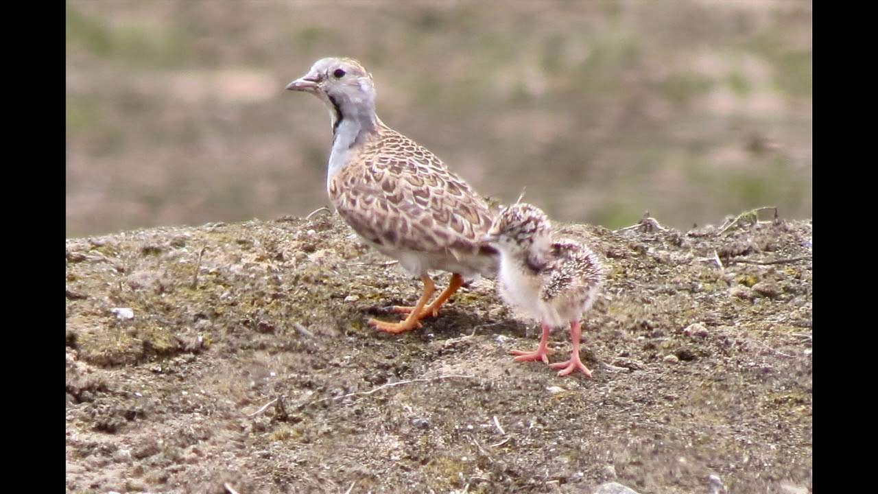 Birding Peru Episode I: Overview of Birding Lima and Surrounding Areas