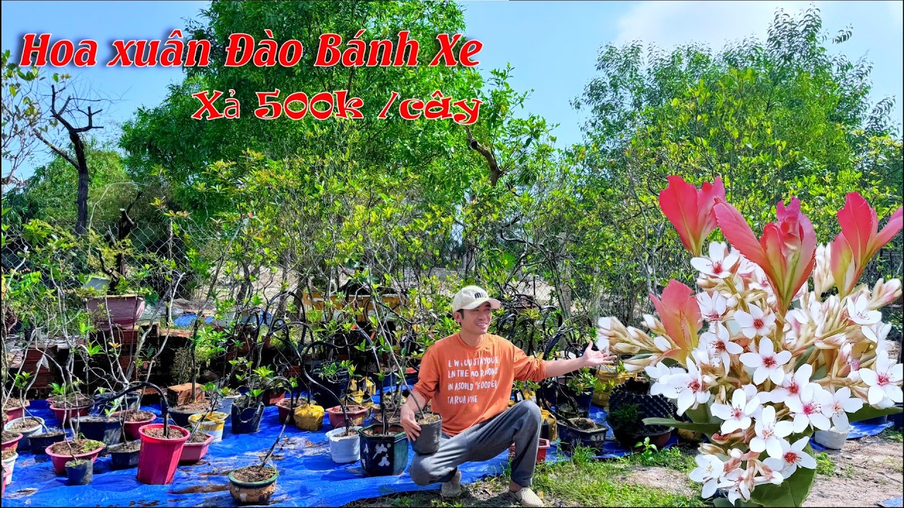 Đầu năm giảm giá sâu cây Hoa Xuân  Đào bánh Xe chỉ từ 500k/cây 15/03/2026