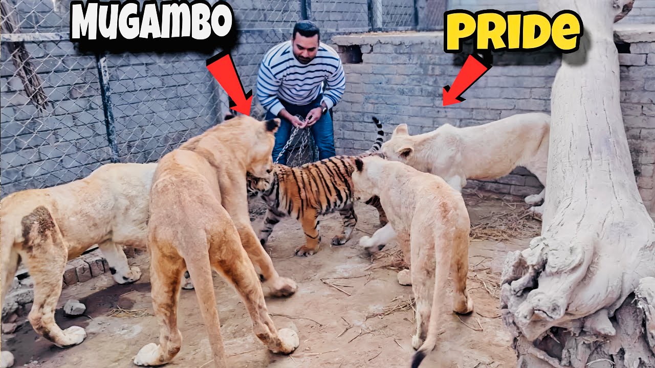 Pride Nay Mugambo Ko Pakar Liya 😲🦁🐅