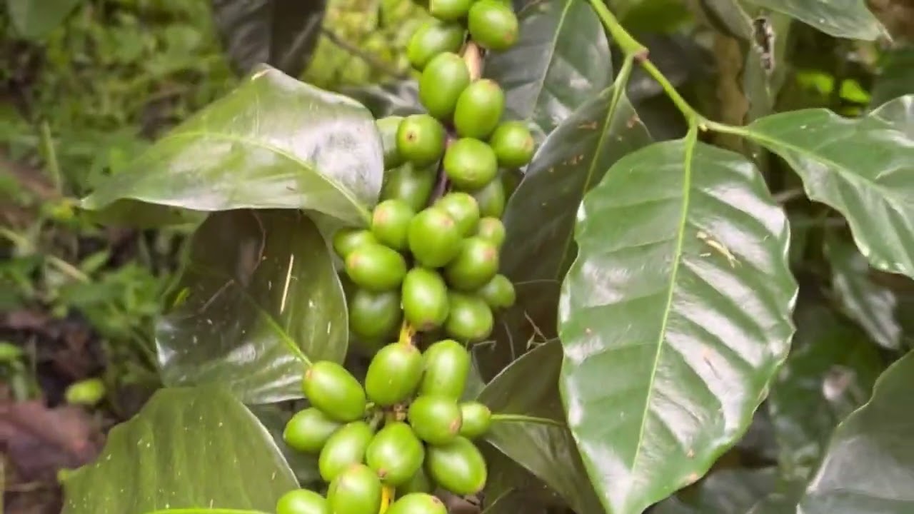 Cuánto Tiempo Tarda en Producir una Planta de Café ? Cuanto tiempo Tarda el café en producir