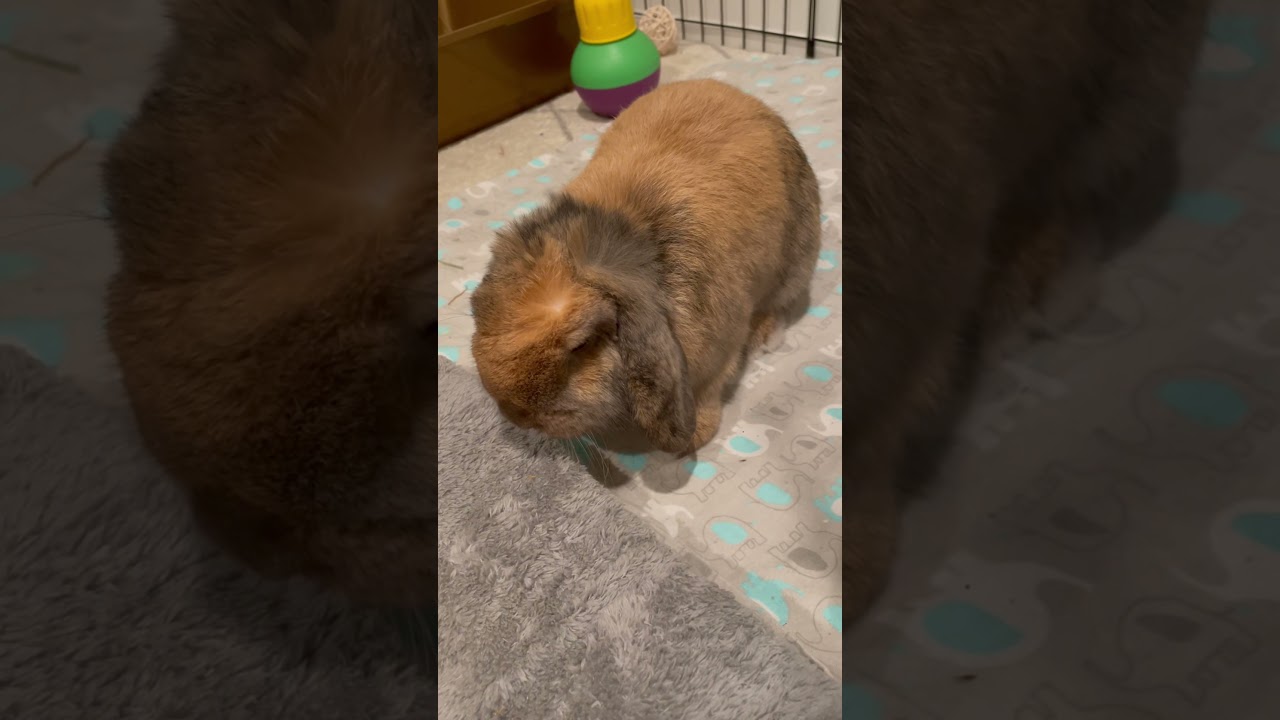 Bunny thumping for more scratches