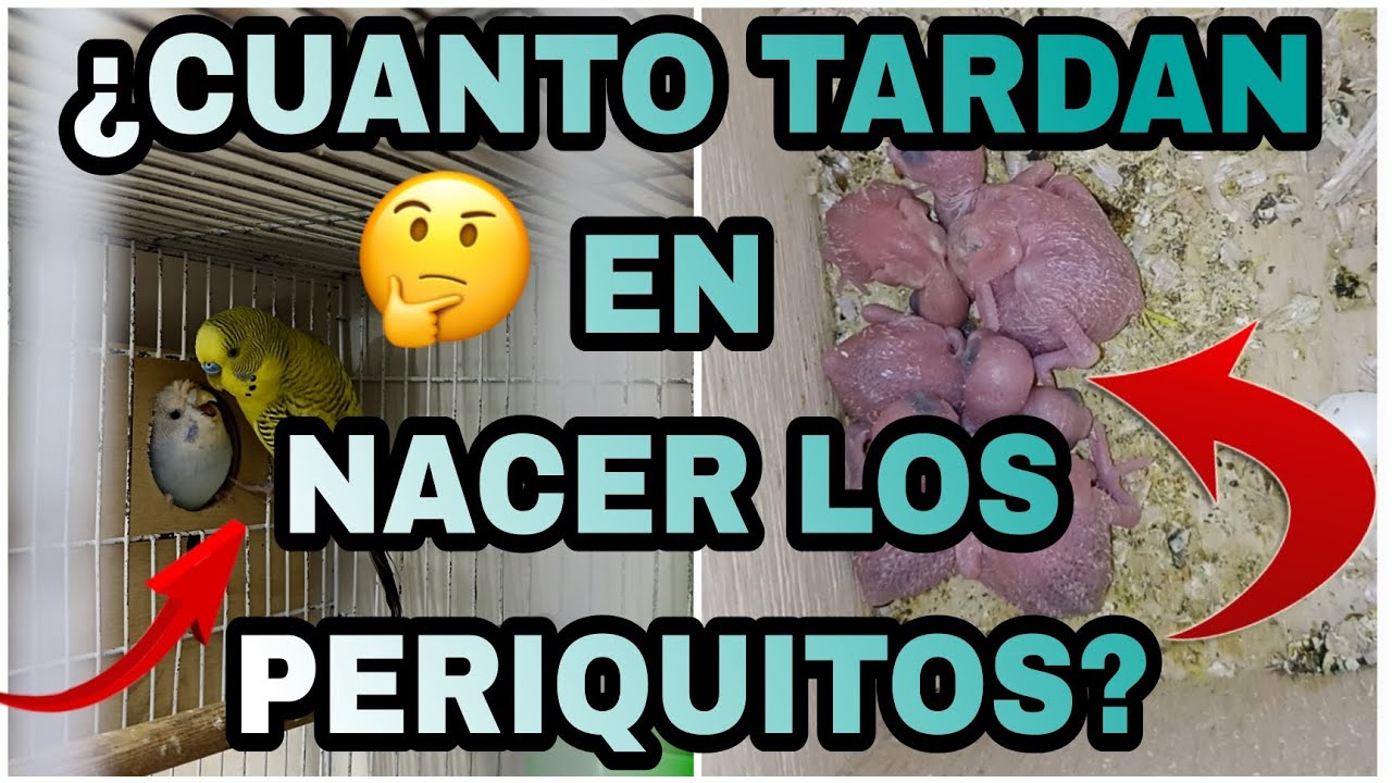 &iquest;CUANTO TARDA EN NACER LOS PERIQUITOS? | &iquest;CUANDO NACEN LOS PERIQUITOS? | CRIA PERIQUITOS AUSTRALIANO
