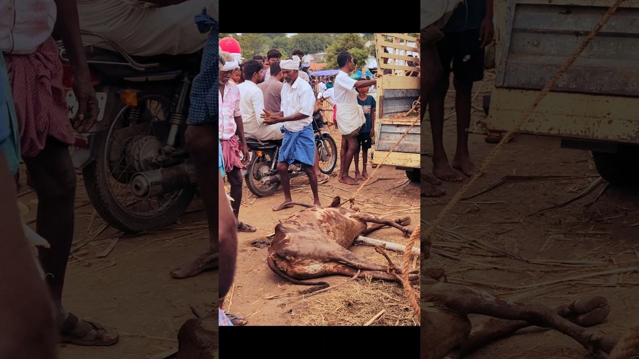 😱மாட்டுக்கு எதுவும் ஆகல நல்லாயிருக்கு மக்களே‼️|அந்தியூர் மாட்டு சந்தை #anthiyurcowmarket #anthiyur