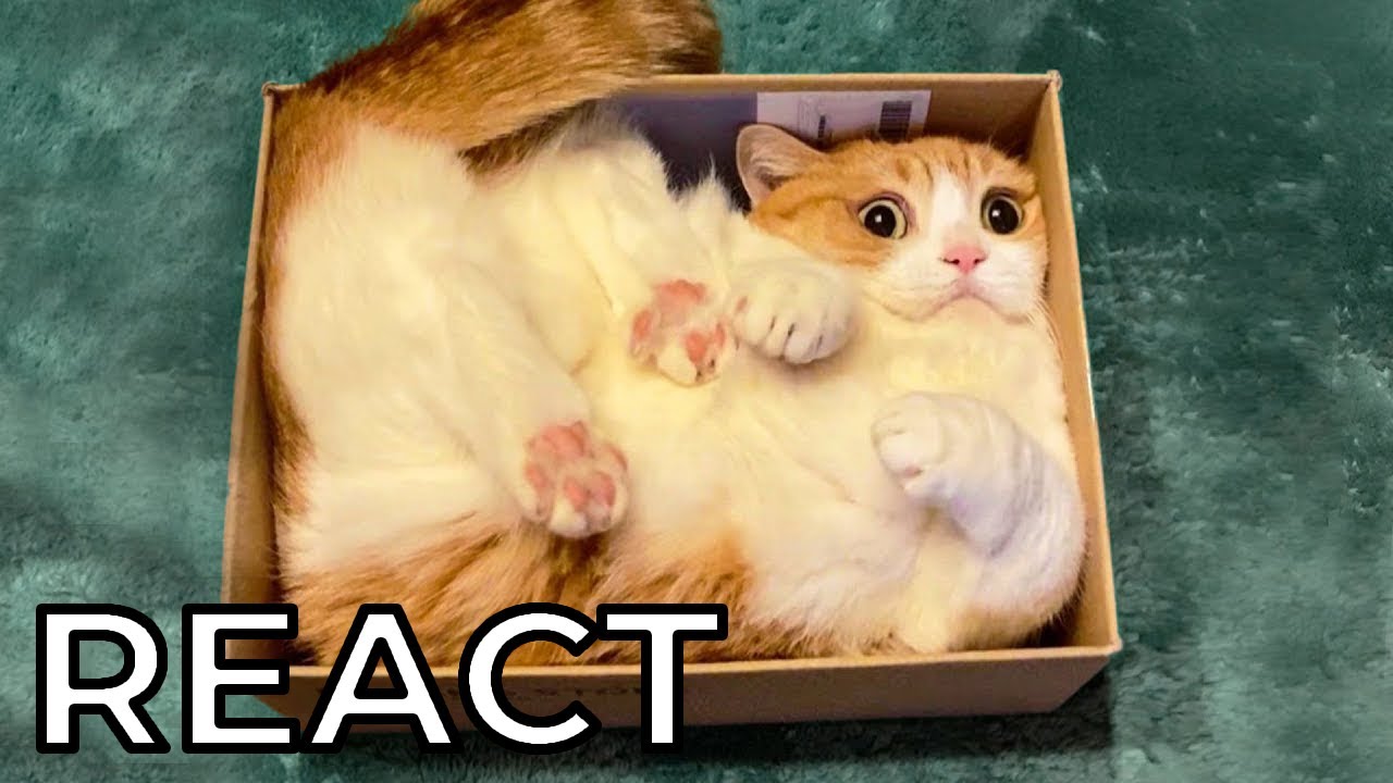 React: Lustige Katzen & Hunde
