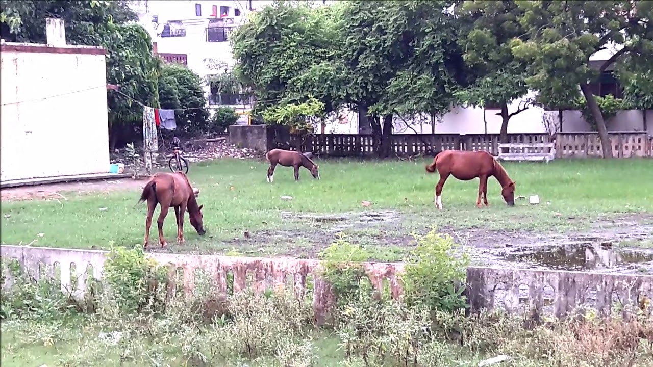 Three Horses munching on lush green grass of our marshy park