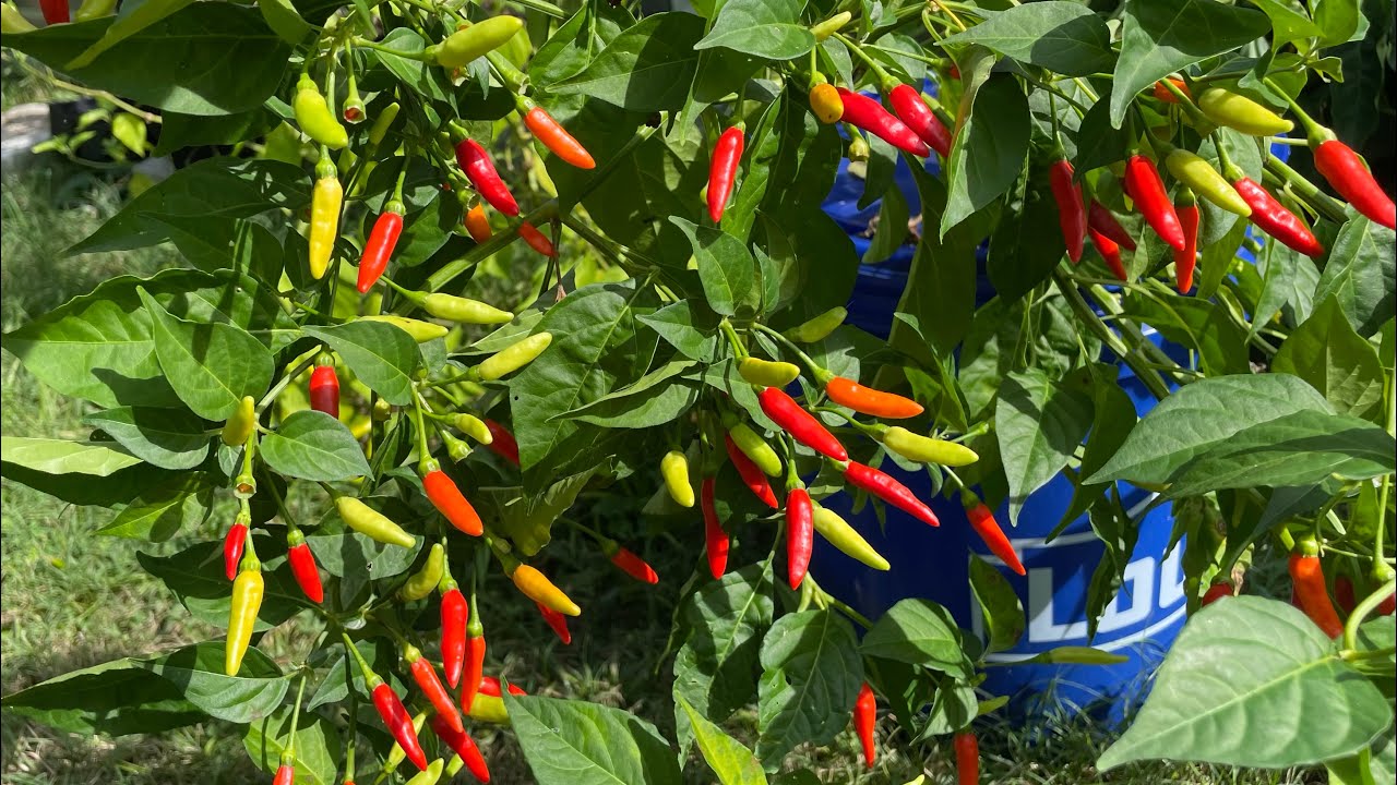 Growing Tabasco Peppers in Kratky Buckets!