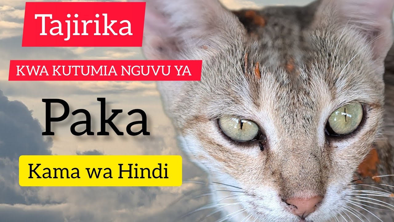 SIRI YA PAKA KATIKA UTAJIRI WA BIASHARA