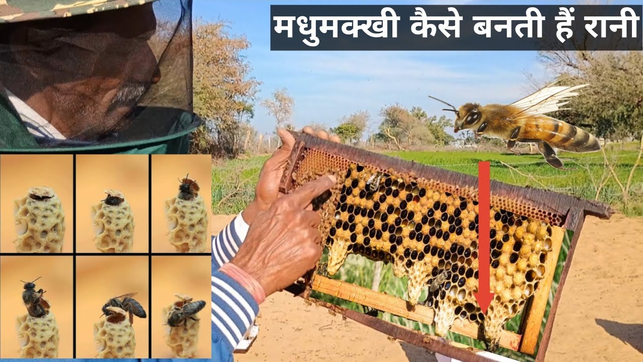 रानी मधुमक्खी कैसे बनाये |