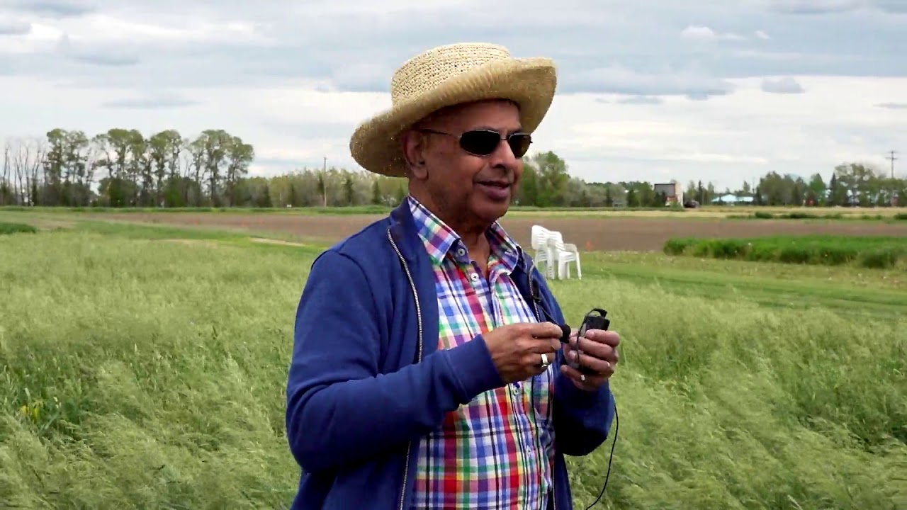 Plot Hop - Sainfoin in Forage Crops