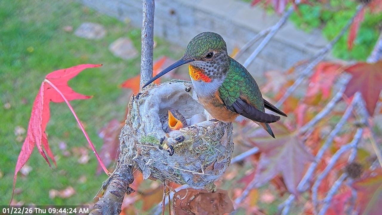 Already 8 Days Old — Momma Jewel Feeds Little Jade #babyhummingbirds #hummingbirds #nest #babybirds