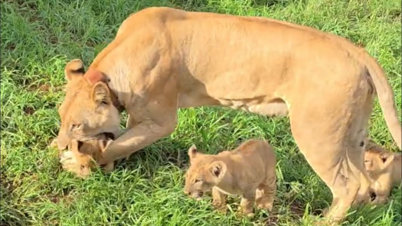 lioness mother bite cubs scare from tourists around video 