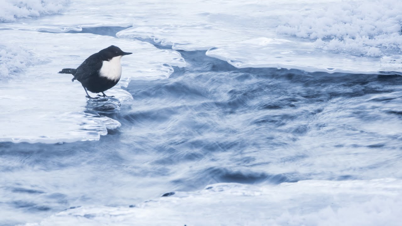 Naturfotografie Tutorial - Wasseramsel Fotografie