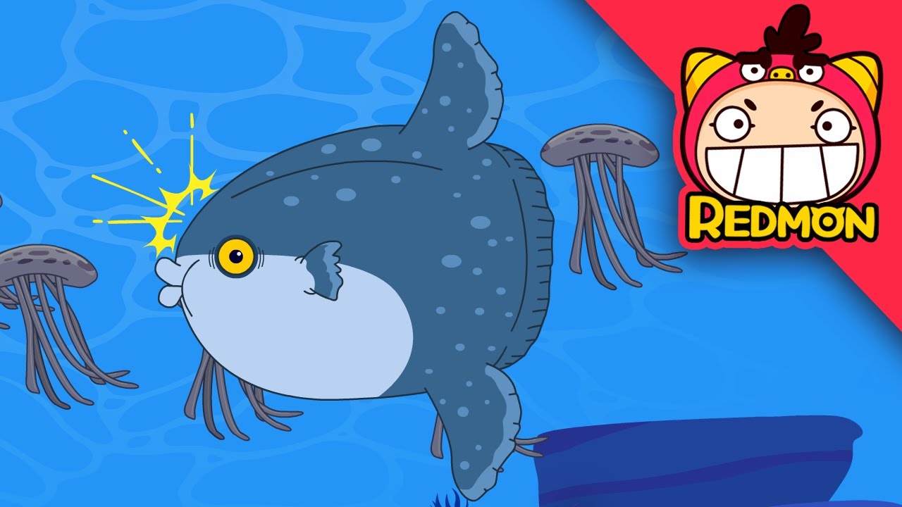Save the Sunfish | Animal Rescue Team | 4K cartoon | REDMON