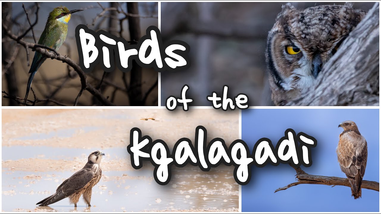 Birds of the Kgalagadi transfrontier park