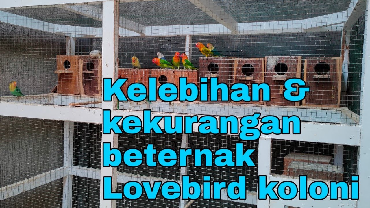 Kelebihan dan kekurangan ternak lovebird sistem koloni