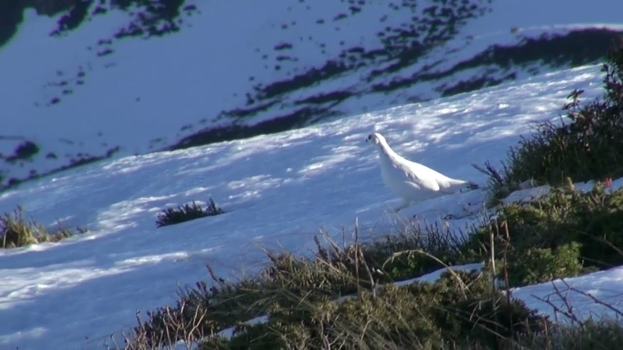 Lagop&egrave;de ou perdrix des neiges