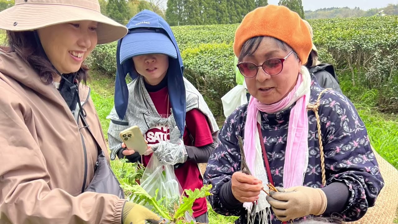 オーガニック茶畑で摘み草をたのしむ会2025の様子