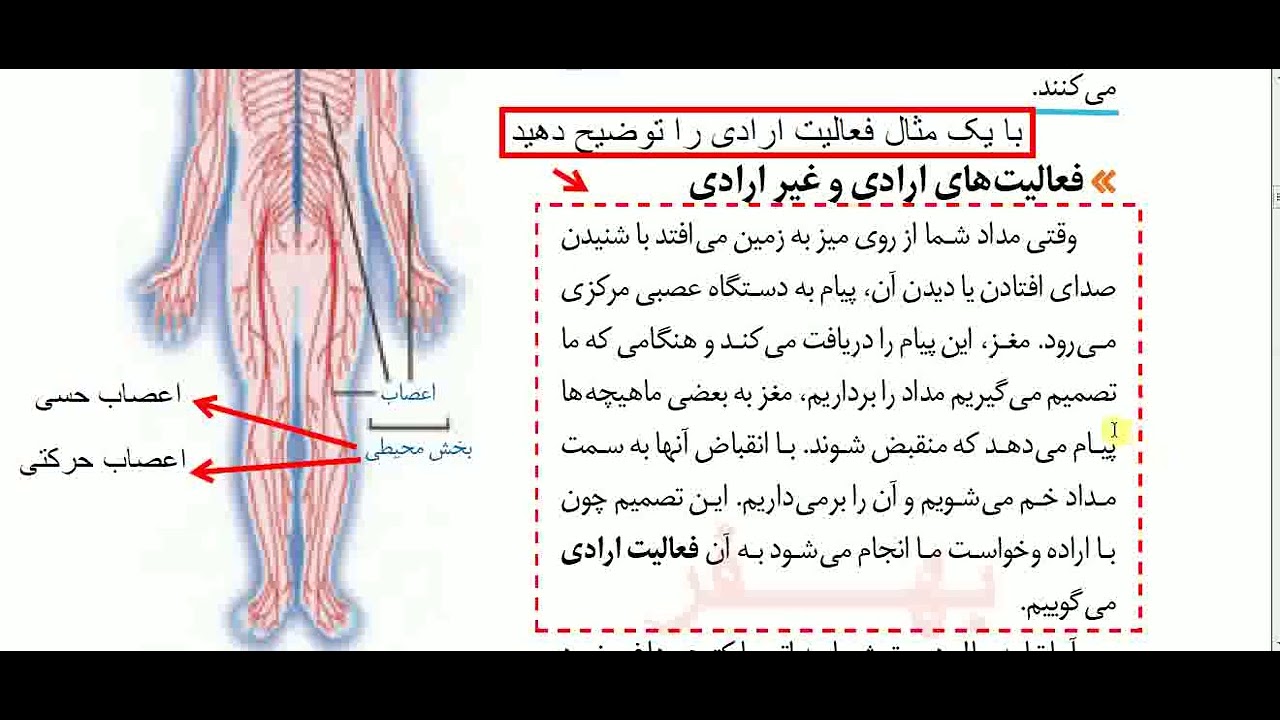 علوم هشتم فصل 4 تنظیم عصبی صفحه 28 و29 و30