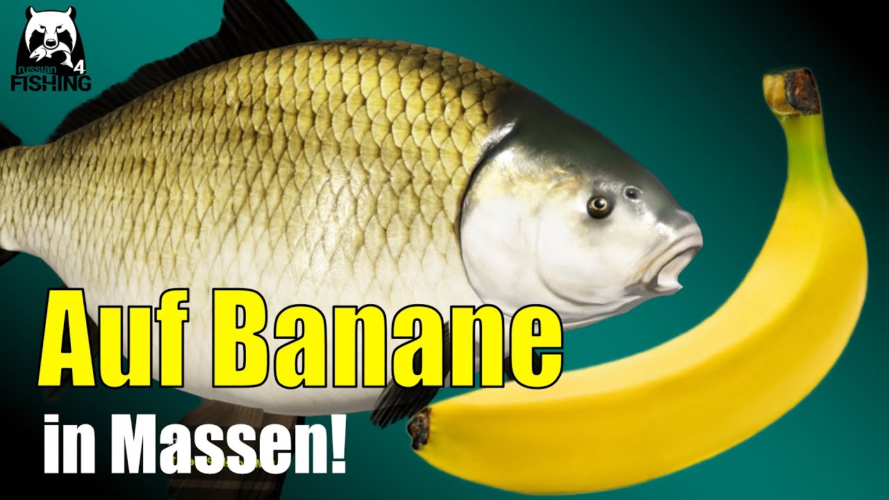 Russian Fishing 4 - Achtuba - Büffelfisch auf Banane
