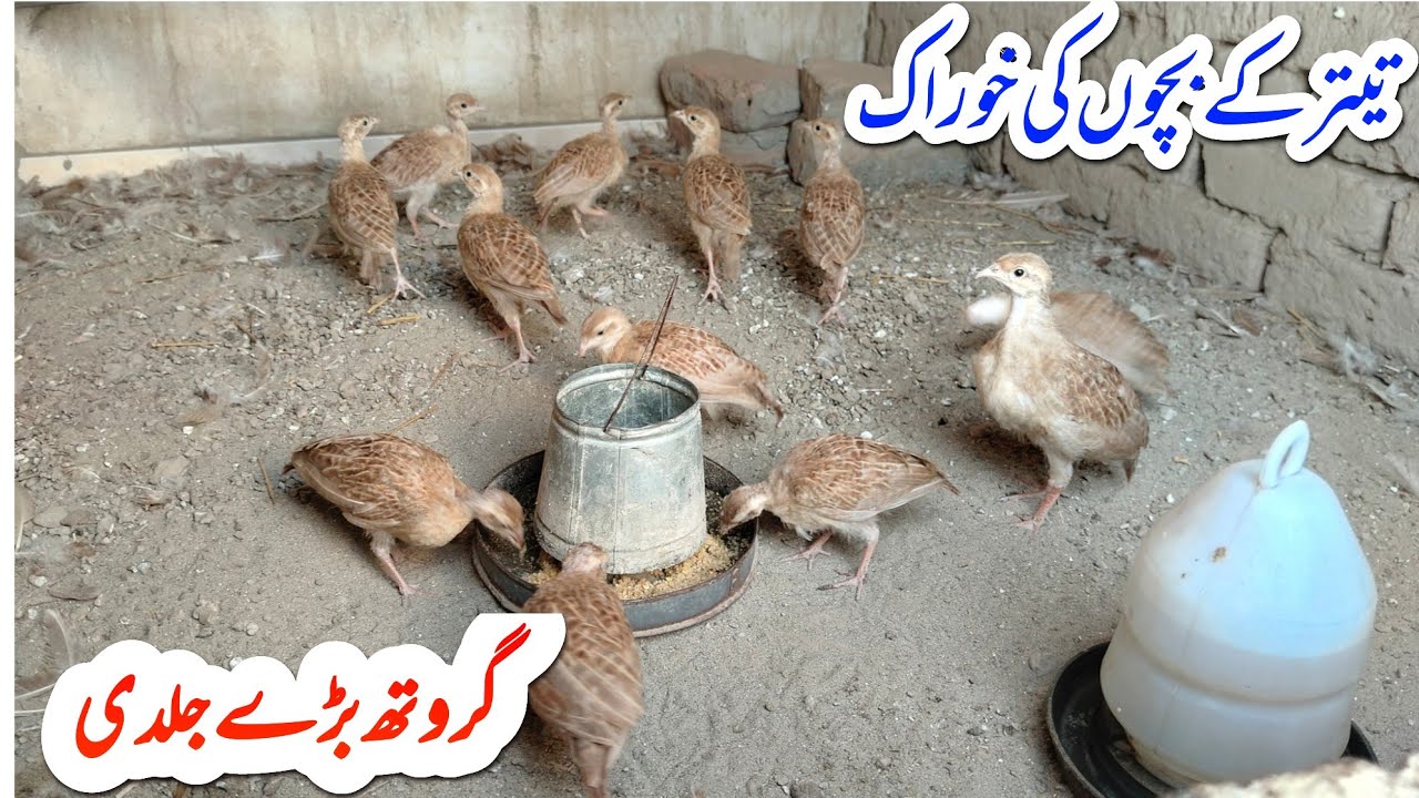 Teetar Chicks || Teetar Ky Bachy || irani teetar ky bachy || Teetar Feed ||  تیتر کے بچوں کی خوراک 