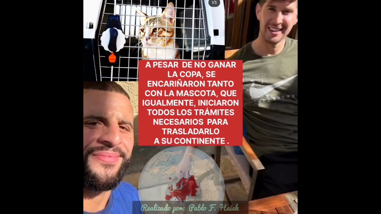 LA CONTRACARA DE BRASIL: INGLESES ADOPTAN UN GATITO CALLEJERO EN QATAR